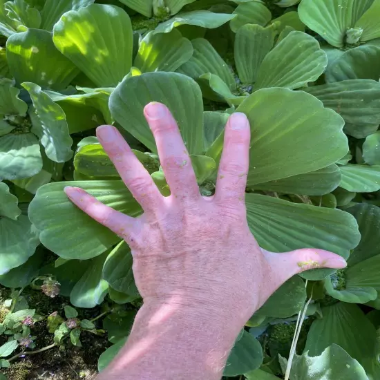 WEEKLY SALE (6) Water Lettuce Jumbo 5-7” Koi Pond Floating Plants Algae Shade