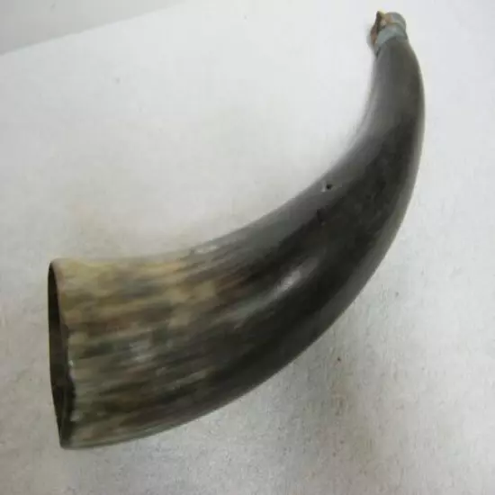 Vintage: Large Black Powder Horn, Found In An Old Pennsylvania Barn, Must See