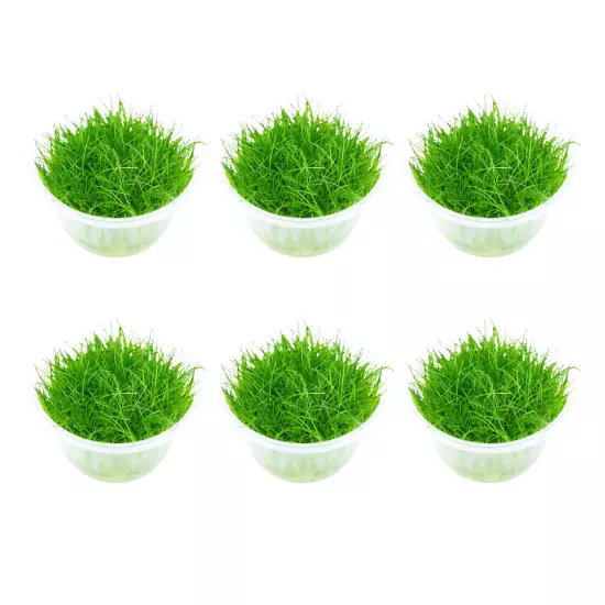 Package 6 Cups Dwarf Hairgrass Eleocharis Parvula Live Plants Fish Aquarium Tank