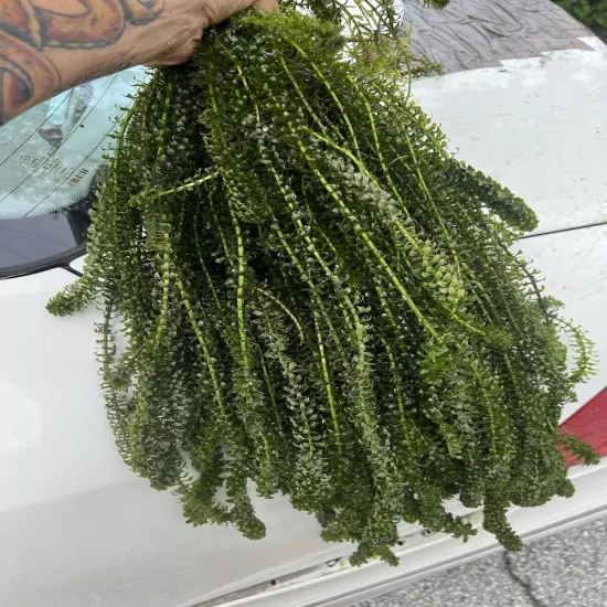 120 STEMS ELODEA ANACHARIS Aquatic PLANTS 1 POUNDS CRAYFISH TURTLE KOI Food