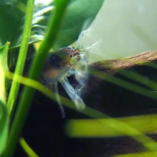 Vampire AKA Viper Shrimp (Atya gabonensis)