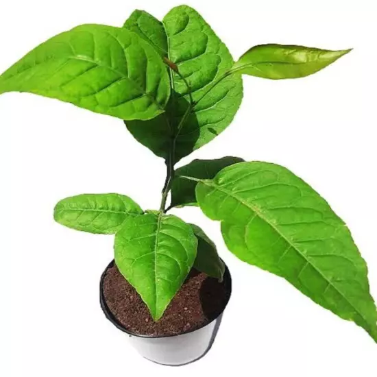 Bel Patra, Bilva Plant 02 Live Plant Length 15 inch for Planting Garden Plant