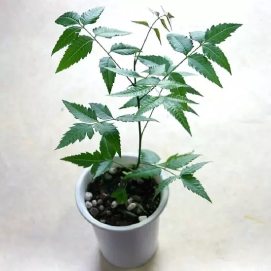 01 Neem (Azadirachta indica) Live Medicinal Plant length 15 inch for Planting