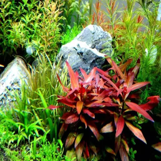 Package Bundle Ludwigia Peruensis Live Aquatic Plants Freshwater Tank Decoration