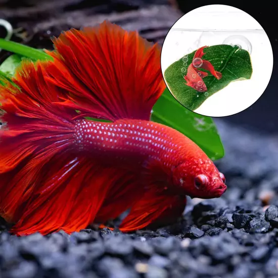 4pcs Betta Bead Leaf Hammock, Silk Betta Fish Leaf Hammocks Pad Lounger Toys ...