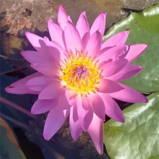 Buy2Get1Free Pink Hilary Tropical Waterlily Live Freshwater Plants Pond Flower