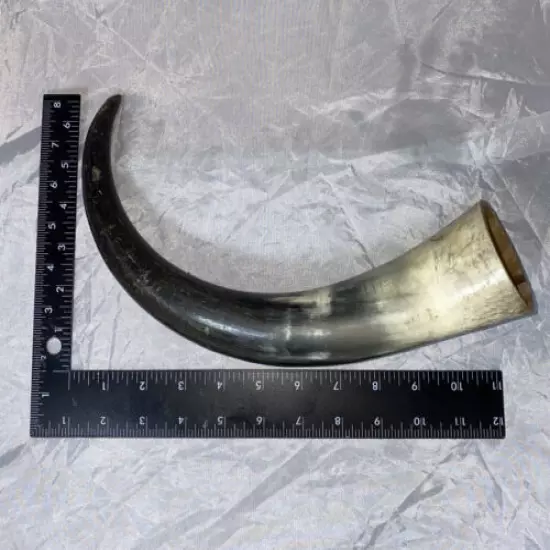 BLACK POWDER Steer COW HORN 184 Powder Horn Polished Muzzleloading Craft BYO