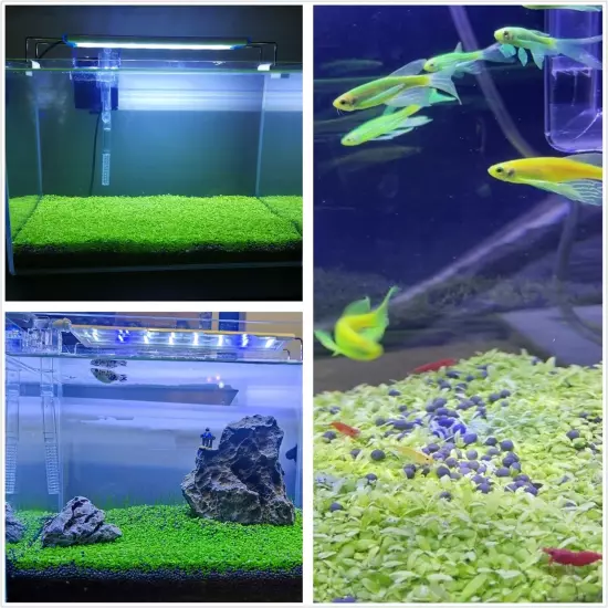 3 Pack Aquarium Plant S.E.E.D Set Not Artificial Plasticl Plant. Real Grass Car