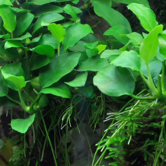 Package Driftwood Anubias Nana on Nano Driftwood Aquatic Live Plants Freshwater