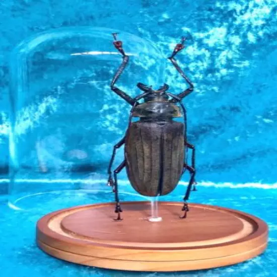 043a Giant Longhorn Entomology MALE Buru Is. Beetle Glass Dome Display specimen 