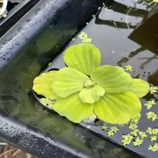 3 LARGE Water Lettuce Plants Live Aqua Plant Floating Koi Pond