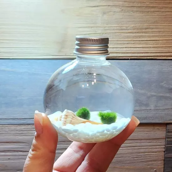 ONLY ONE Available Live Marimo Moss Balls, AquaScape Terrarium Unique Gift 