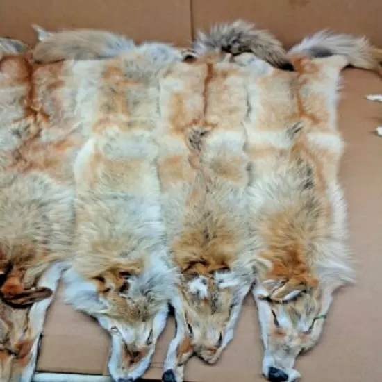 Tanned Western XXL HVY Rare Red Coyote Hide Slight Damage/Furs/Taxidermy/Crafts