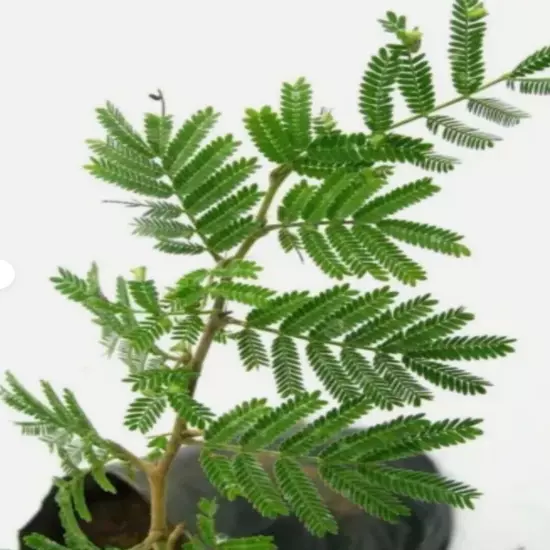 Shami , Prosopis cineraria 02 live Plant Length 10 inch for Planting & Garden