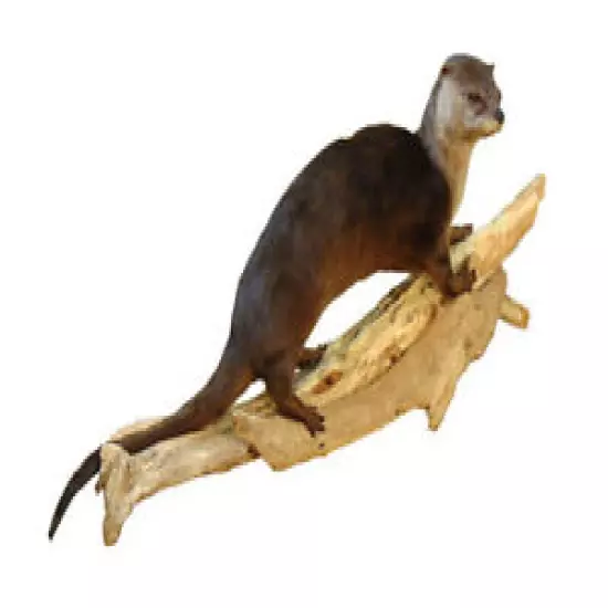 Otter Walking Taxidermy Wall Mounted Animal Statue