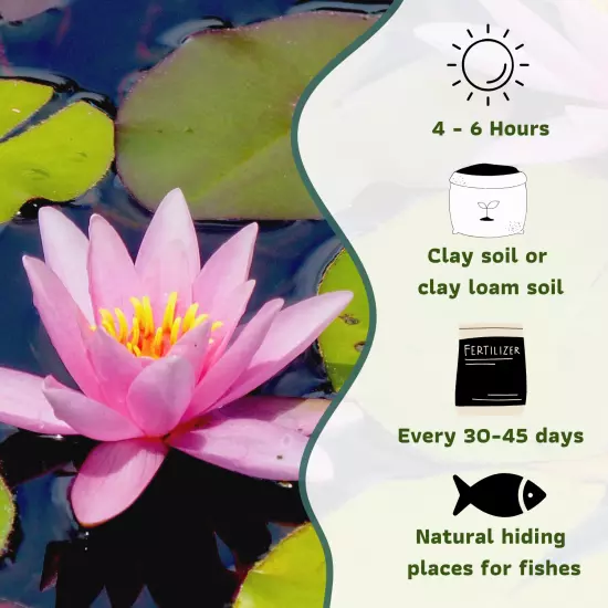 Buy2Get1Free Pink Sunny Hardy Waterlily Live Fresh Plants Pond Flower Colorful