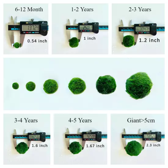 REAL Japanese Marimo Moss Ball Wholesale 50PCS Large 1.5cm Aegagropila Aquarium