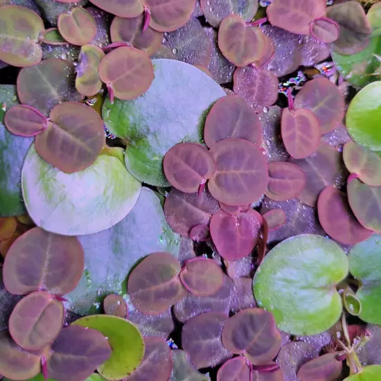 Red Root Floaters + Frogbit, 70 RR leaves & 7+ big FB plants, live aquarium