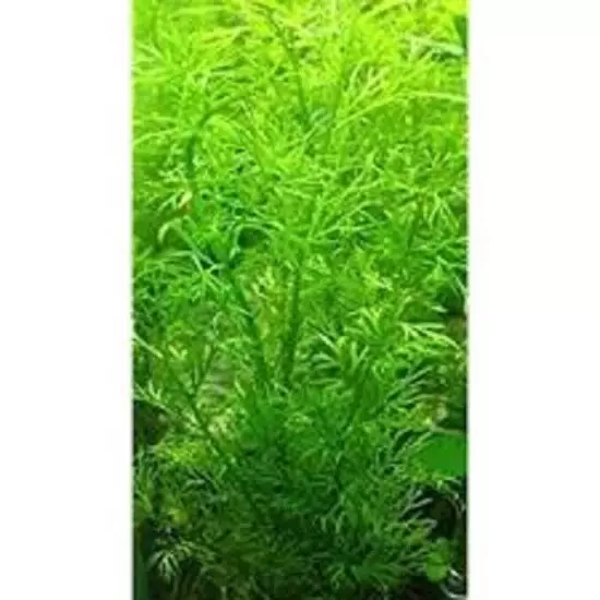 Seachem Flourish Advance WATER PLANT Growth Supplement POND AQUARIUM FAST SHIP