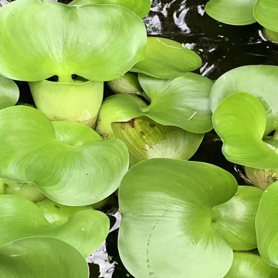 Water Hyacinth (1) & Duckweed Aquatic Floating Water Pond Plant