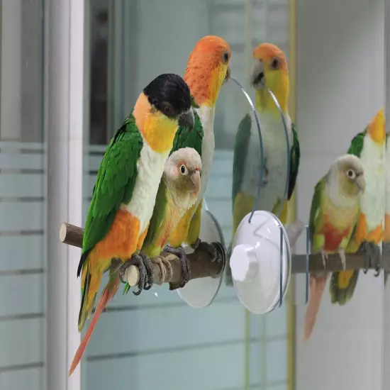 Removable Window/Shower Perch Platform with Suction Cups for Bird Small