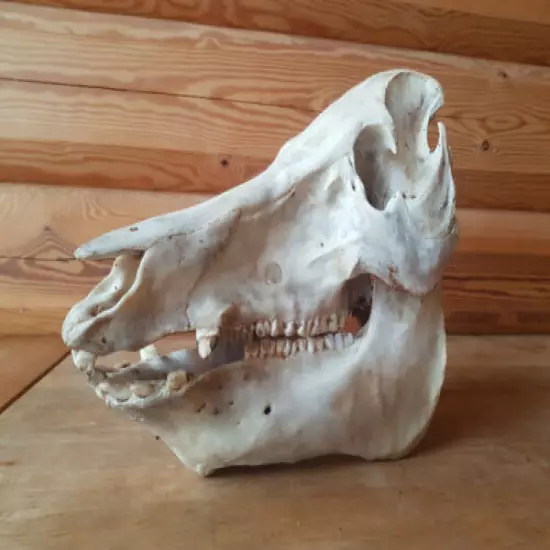 REAL HOME PIG SKULL TAXIDERMY BONES SKELETON