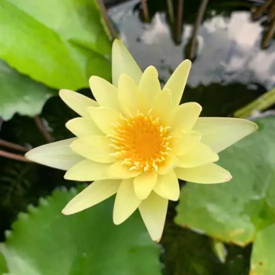 Buy2Get1Free Yellow Chromatella Hardy Waterlily Live Freshwater Plant Pond Tank