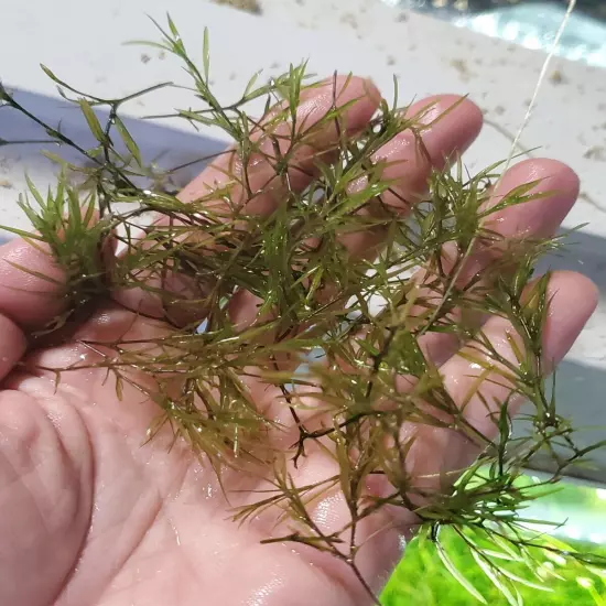 Guppy Grass -Najas Floating Plant - large portion