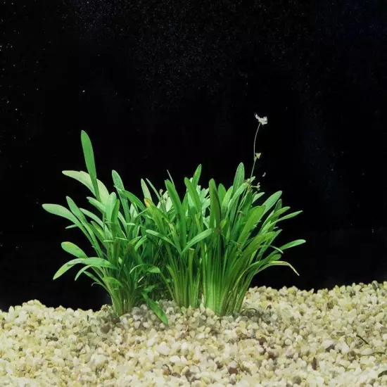 BUY 2 GET 1 FREE Dwarf Sagittaria Subulata Live Aquarium Plants