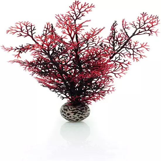 Small Crimson Sea Fan