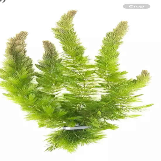 Live hornwort. Fast growing self replicating plant