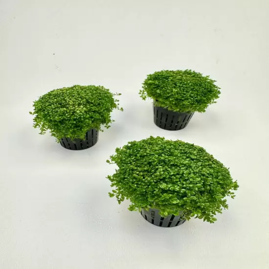 Micranthemum Monte Carlo Carpet Live Aquarium Plant