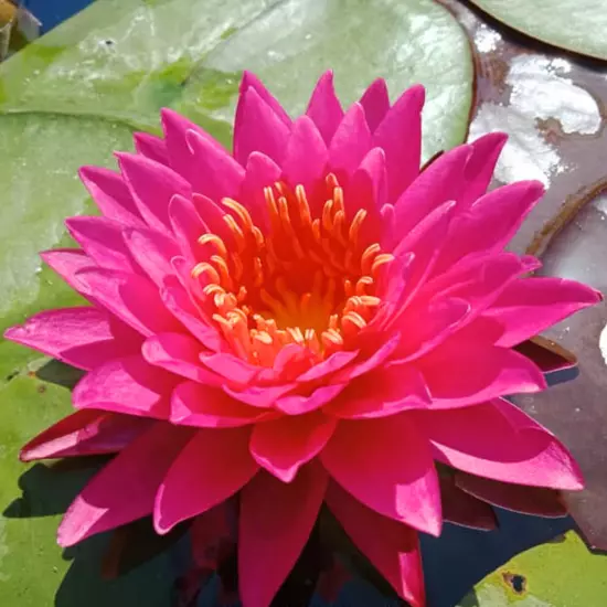 Buy2Get1Free Red Mayla Hardy Waterlily Live Freshwater Pond Flower Colorful