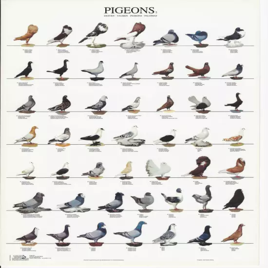 VAN KEULEN Bird Color / Varieties A4 Laminated Poster - Show Pigeons 2