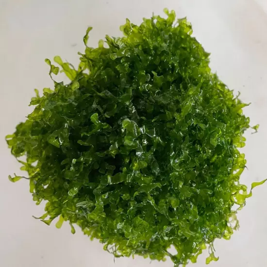 Subwassertang Round Pellia Moss live plant aquarium