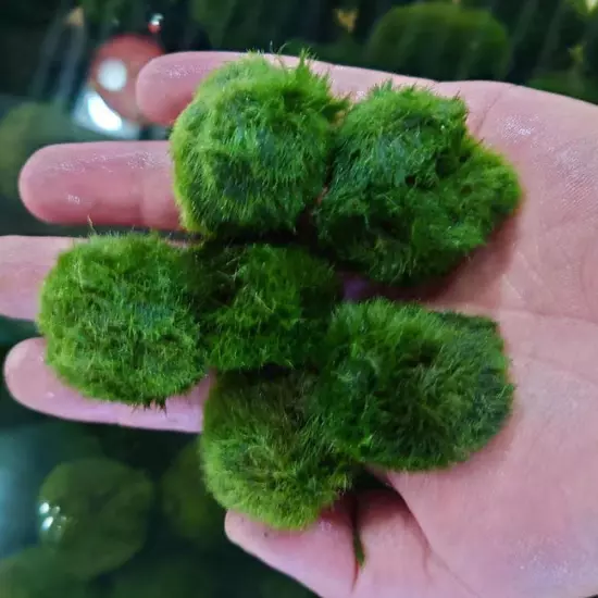 2/3/3.5/4cm Fish Tank Simulated Landscaping Chlorella, 3pcs, Fish Toys Lot E4