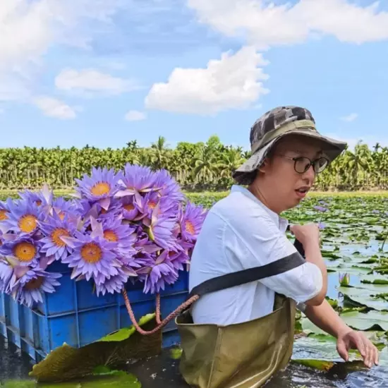 Organic Blue Lotus Petals & Stamens Cut Pre-Ground Nymphaea caerulea Lucid Dream