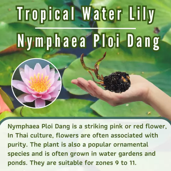 Buy2Get1Free Red Ploi Dang Tropical Waterlily Live Freshwater Plants Pond Flower