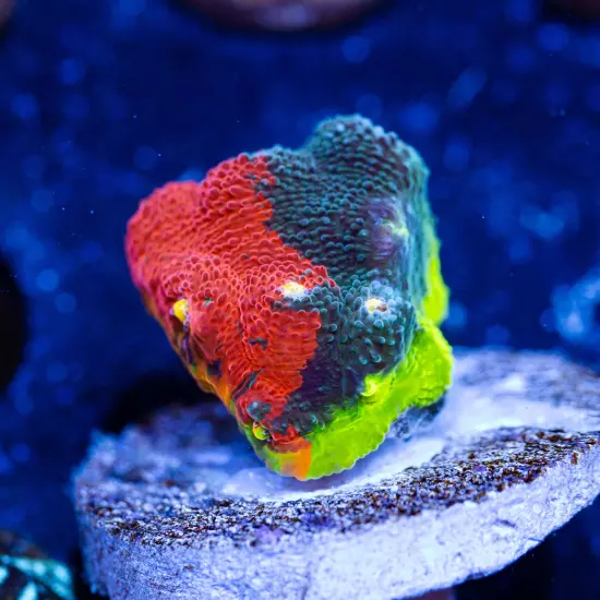 CB Rainbow Crush Chalice Coral (Large), WYSIWYG Live Coral