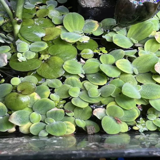 15 Dwarf Water Lettuce (35+ Leafs) Floating Aquarium Plant (Buy2Get1Free)