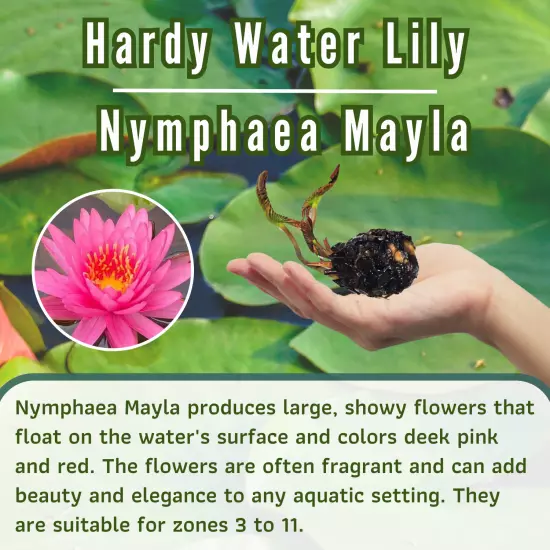 Buy2Get1Free Red Mayla Hardy Waterlily Live Freshwater Pond Flower Colorful