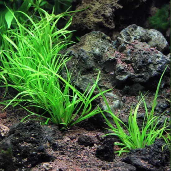 Package Bundle Juncus Repens Live Aquarium Plants for Fish Tanks Easy Care Decor