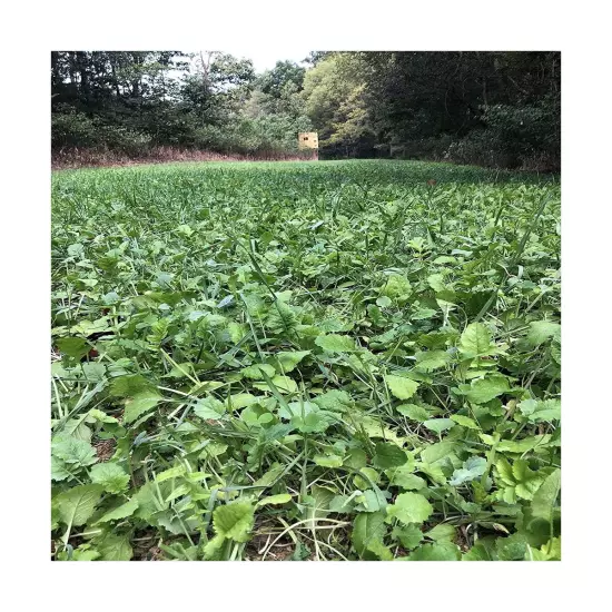 Alfalfa + Clover Deer Perennial Food Plot Blend, 5 lbs (1/2 Acre) - Ladino Cl...