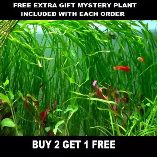 6 Plants Jungle Vals Vallisneria Live Freshwater Aquarium Plants beginner tank