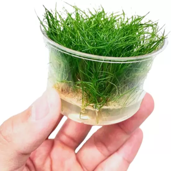 Dwarf Hairgrass Eleocharis Sp Mini Tissue Culture Cup Freshwater Live Aquarium