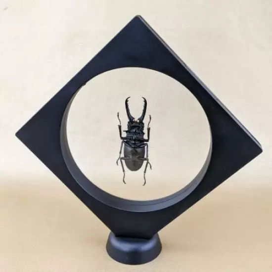 K46b Entomology Taxidermy Lg Stag Beetle Specimen floating frame collectible