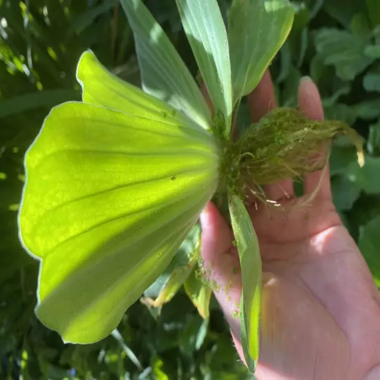 Memorial Day Special (10) Jumbo Water Lettuce Floating Koi Pond Plant Shade 6"