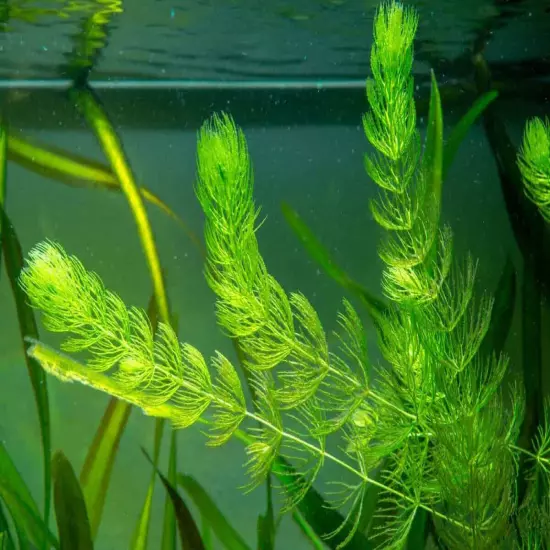 BUY 2 Get 1 FREE | Hornwort (Coontail) Live Fish Tank Plants Aquarium Plant