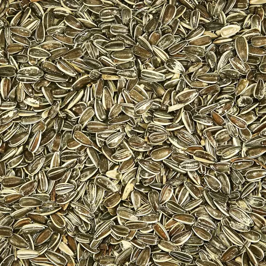 Striped Sunflower Wild Bird Food 5 Pounds