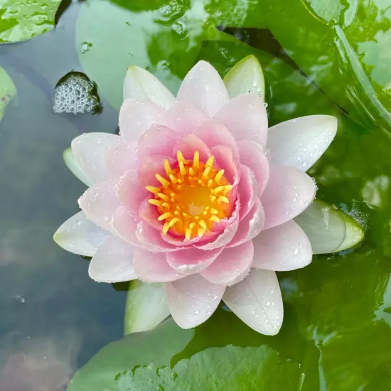 Madame Wilfron Gonnere Pink Hardy Waterlily Live Freshwater Plants Pond Flower